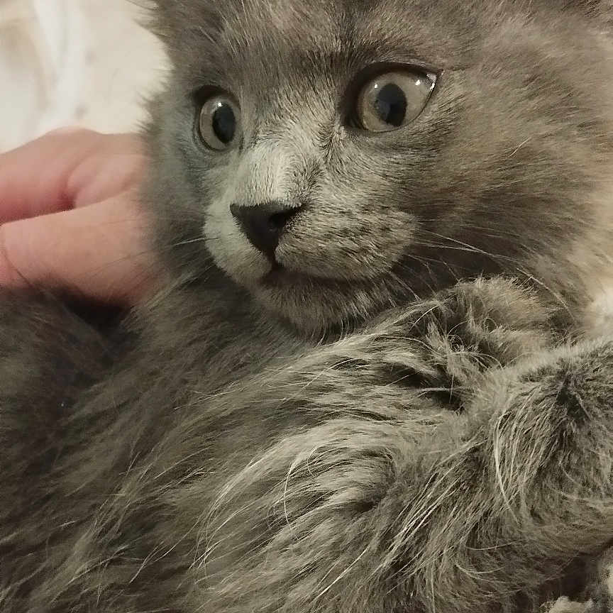Albine a rejoint le concours — aidez-le/la à gagner de superbes lots ! animal, cat, closeup, cute, domestic_animal, ears, eyes, face, feline, fluffy, fur, gray_fur, hand, indoor, kitten, pet, portrait, soft, whiskers, young