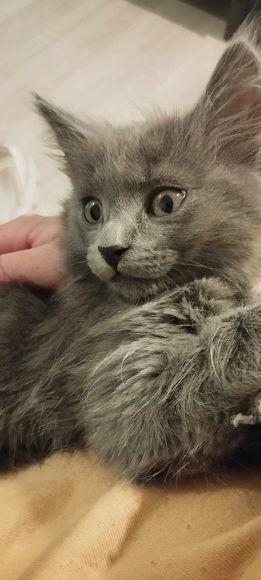 Albine a rejoint le concours — aidez-le/la à gagner de superbes lots ! kitten, cat, gray_fur, fluffy, pet, animal, closeup, cute, whiskers, face, ears, eyes, hand, soft, feline, domestic_animal, young, fur, portrait, indoor