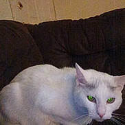 Marley is registered to the contest to win money with this photo: animal, cat, cats, closeup, couch, dark_background, ears, feline, fluffy, fur, green_eyes, home, indoor, pet, portrait, sitting, sleeping, two_animals, whiskers, white_cat