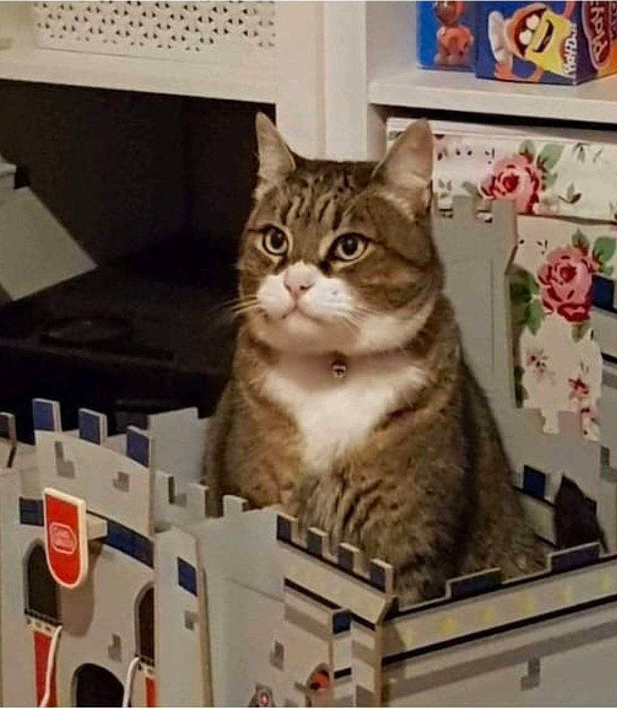 Dinky joined the competition — help win amazing prizes! box, cardboard, carnivore, carton, cat, cat_supply, domestic_short_haired_cat, felidae, flower, packaging_and_labeling, pet_supply, picture_frame, rectangle, shelf, shelving, shipping_box, small_to_medium_sized_cats, snout, square, whiskers