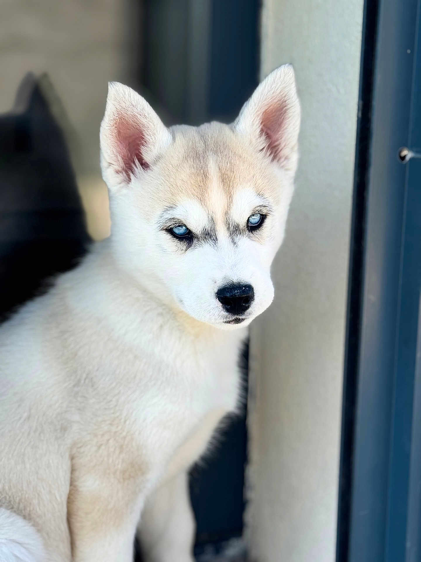 Baïa a rejoint le concours — aidez-le/la à gagner de superbes lots ! husky, puppy, dog, close_up, blue_eyes, fur, animal, pet, portrait, canine, young, cute, whiskers, ears, snout, sitting, indoors, soft_light, looking_away, background