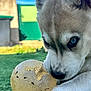 Baïa participe au concours pour gagner de l'argent avec cette photo : dog, puppy, husky, blue_eyes, ball, chewing, close_up, outdoor, grass, paw, fur, toy, pet, animal, cute, young, sunlight, background_blur, nature, playful