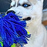 animal, animal_face, blue, blue_eyes, canine, chewing, close_up, cute, dog, fur, husky, mouth, outdoor, pet, pet_toy, playful, puppy, rope_toy, toy, young