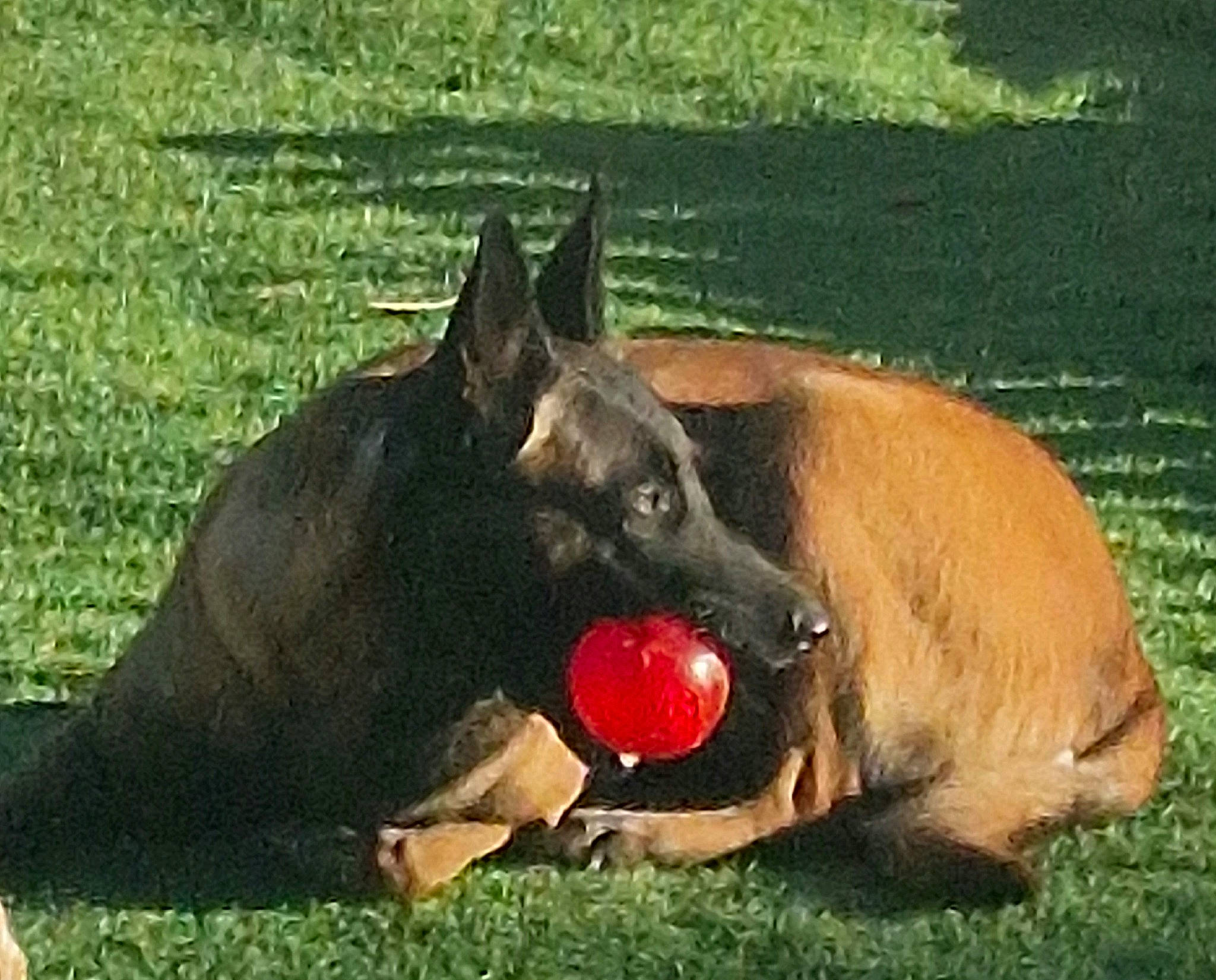 Raïka participe au concours pour gagner de l'argent avec cette photo : animal_sports, canidae, carnivore, companion_dog, dog, dog_breed, dog_sports, dog_supply, grass, grassland, mammal, non_sporting_group, plant, recreation, snout, sporting_group, sports, terrestrial_animal, water, working_animal