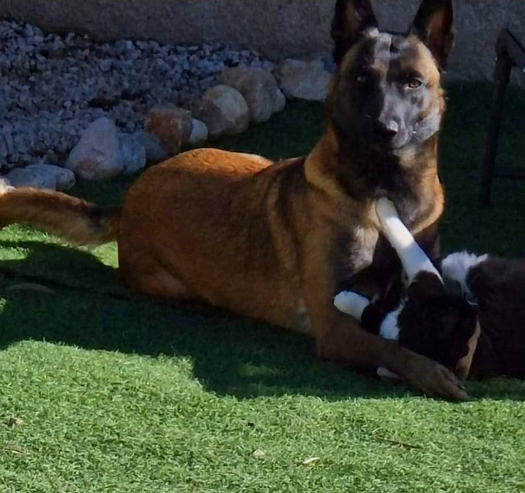 Raïka a rejoint le concours — aidez-le/la à gagner de superbes lots ! ancient_dog_breeds, black_norwegian_elkhound, carnivore, collar, companion_dog, dog, dog_breed, fawn, grass, herding_dog, non_sporting_group, rock, snout, street_dog, tail, terrestrial_animal, wildlife, working_animal, working_dog