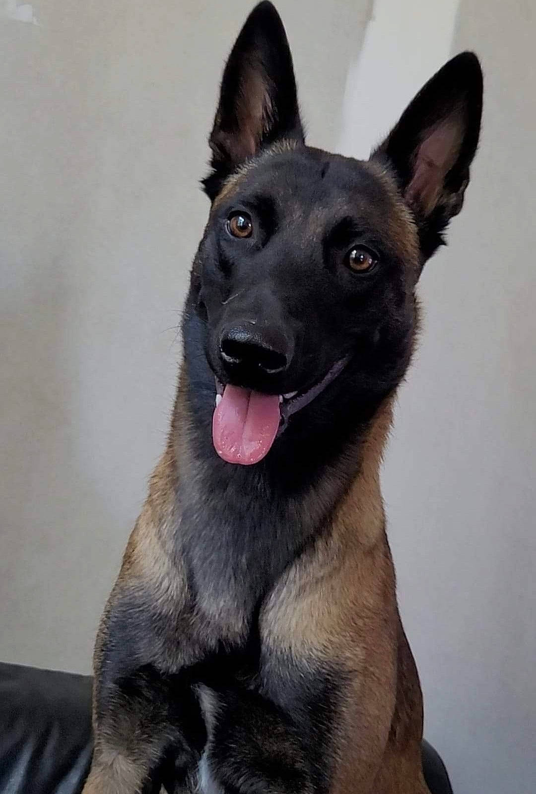 Raïka participe au concours pour gagner de l'argent avec cette photo : canidae, carnivore, dog, dog_breed, fur, guard_dog, non_sporting_group, snout, sporting_group, whiskers, working_animal, working_dog