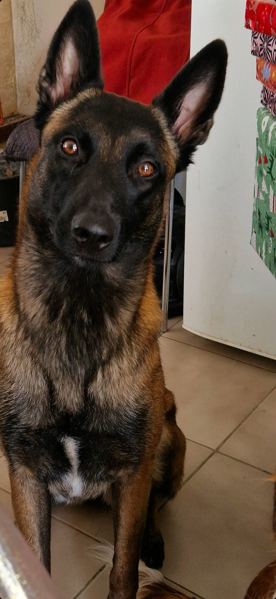 Raïka a rejoint le concours — aidez-le/la à gagner de superbes lots ! canidae, carnivore, companion_dog, dog, dog_breed, east_european_shepherd, fawn, flooring, fur, german_shepherd_dog, guard_dog, herding_dog, king_shepherd, old_german_shepherd_dog, snout, sporting_group, terrestrial_animal, whiskers, working_animal, working_dog