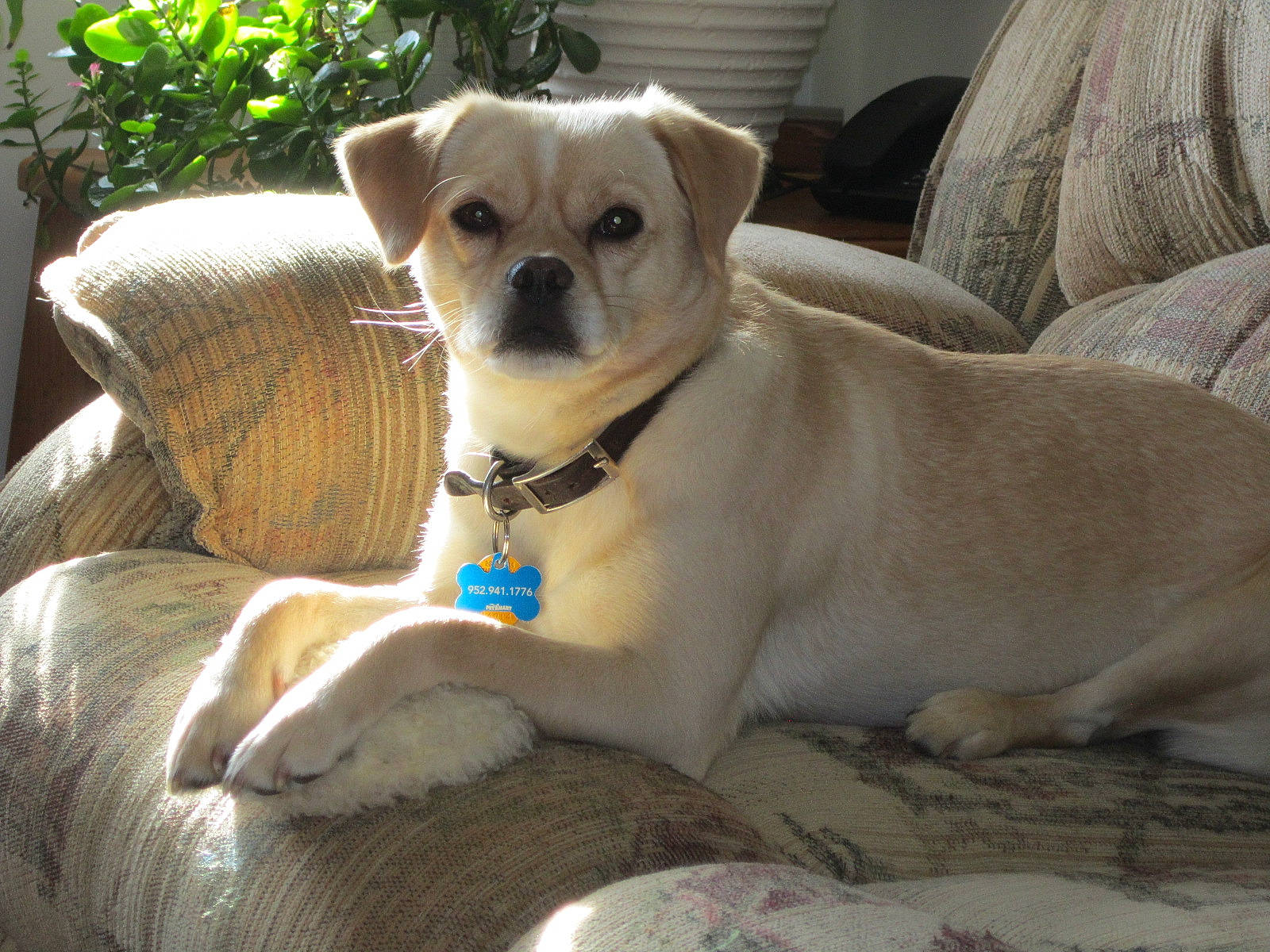 Abbey joined the competition — help win amazing prizes! canidae, carnivore, collar, comfort, companion_dog, couch, dog, dog_breed, dog_supply, fawn, flowerpot, non_sporting_group, pet_supply, plant, sleeper_chair, snout, sporting_group, toy_dog, whiskers, working_animal