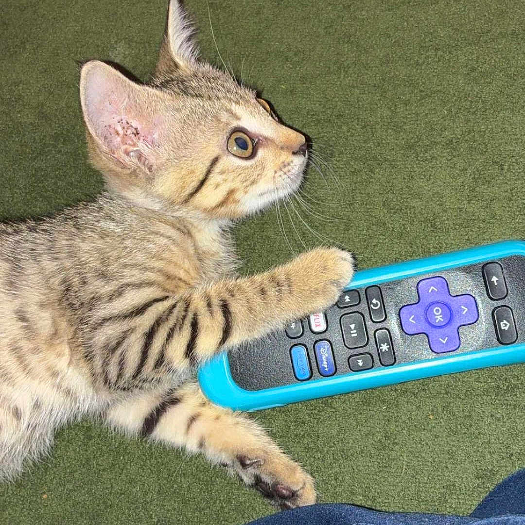 Biscuit