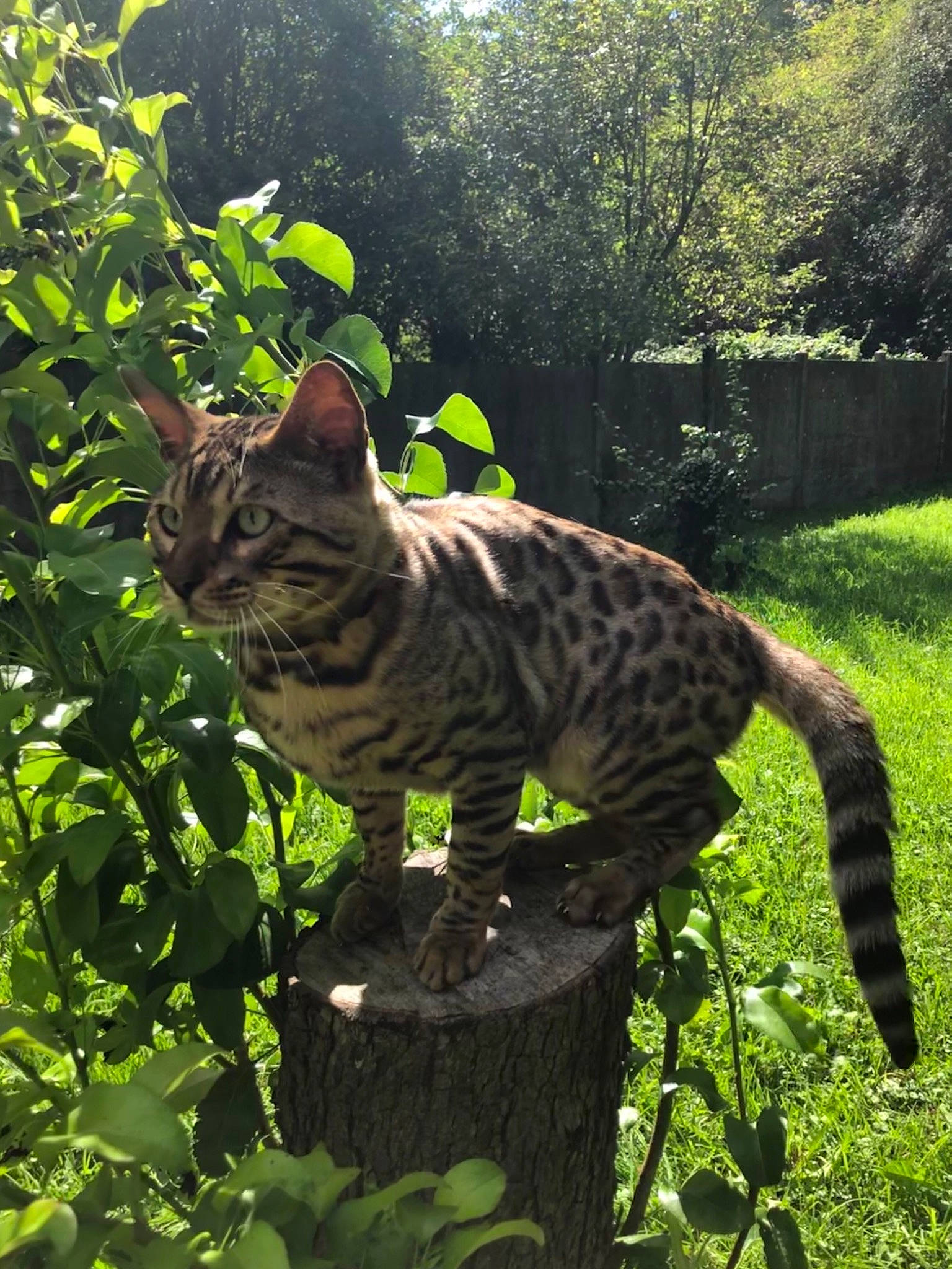 Puma participe au concours pour gagner de l'argent avec cette photo : bengal, carnivore, cat, dragon_li, european_shorthair, felidae, grass, leaf, mammal, ocicat, organism, plant, small_to_medium_sized_cats, terrestrial_animal, toyger, vegetation, vertebrate, whiskers, wild_cat, wildlife