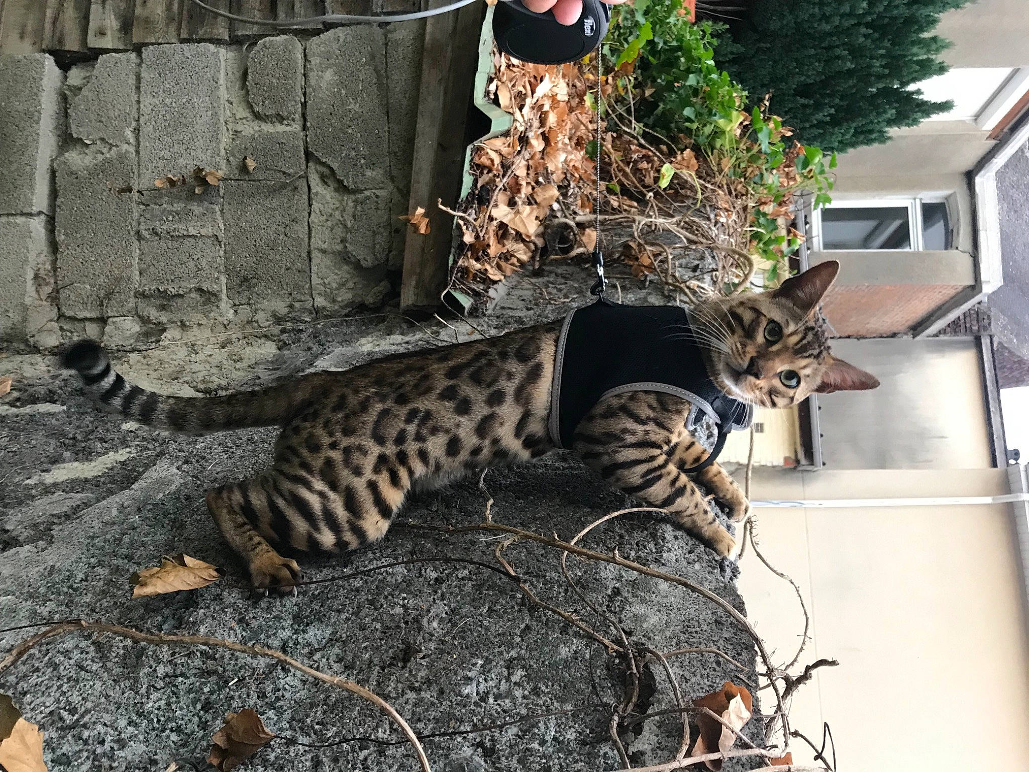 Puma participe au concours pour gagner de l'argent avec cette photo : asian, bengal, carnivore, cat, dragon_li, egyptian_mau, european_shorthair, felidae, kitten, mammal, ocelot, savannah, small_to_medium_sized_cats, terrestrial_animal, toyger, tree, vertebrate, whiskers, wild_cat, wildlife