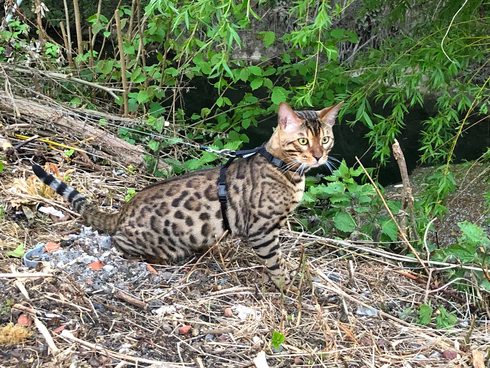 Puma a rejoint le concours — aidez-le/la à gagner de superbes lots ! adaptation, asian, bengal, carnivore, cat, felidae, grass, mammal, nature_reserve, ocelot, organism, plant, plant_community, small_to_medium_sized_cats, terrestrial_animal, tree, vertebrate, whiskers, wild_cat, wildlife