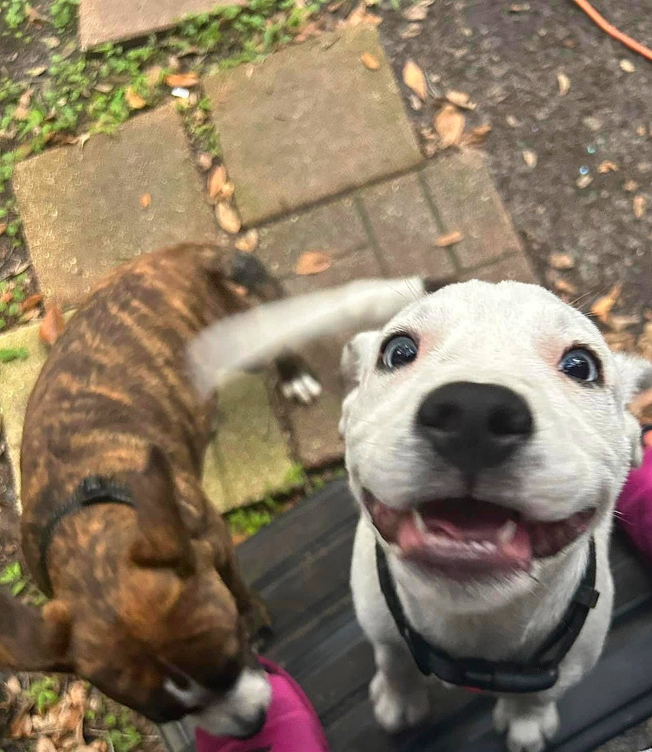 Chico joined the competition — help win amazing prizes! canidae, carnivore, cat, collar, companion_dog, dog, dog_breed, dog_collar, fawn, felidae, grass, happy, photograph, small_to_medium_sized_cats, snapshot, snout, sporting_group, tail, whiskers, working_animal