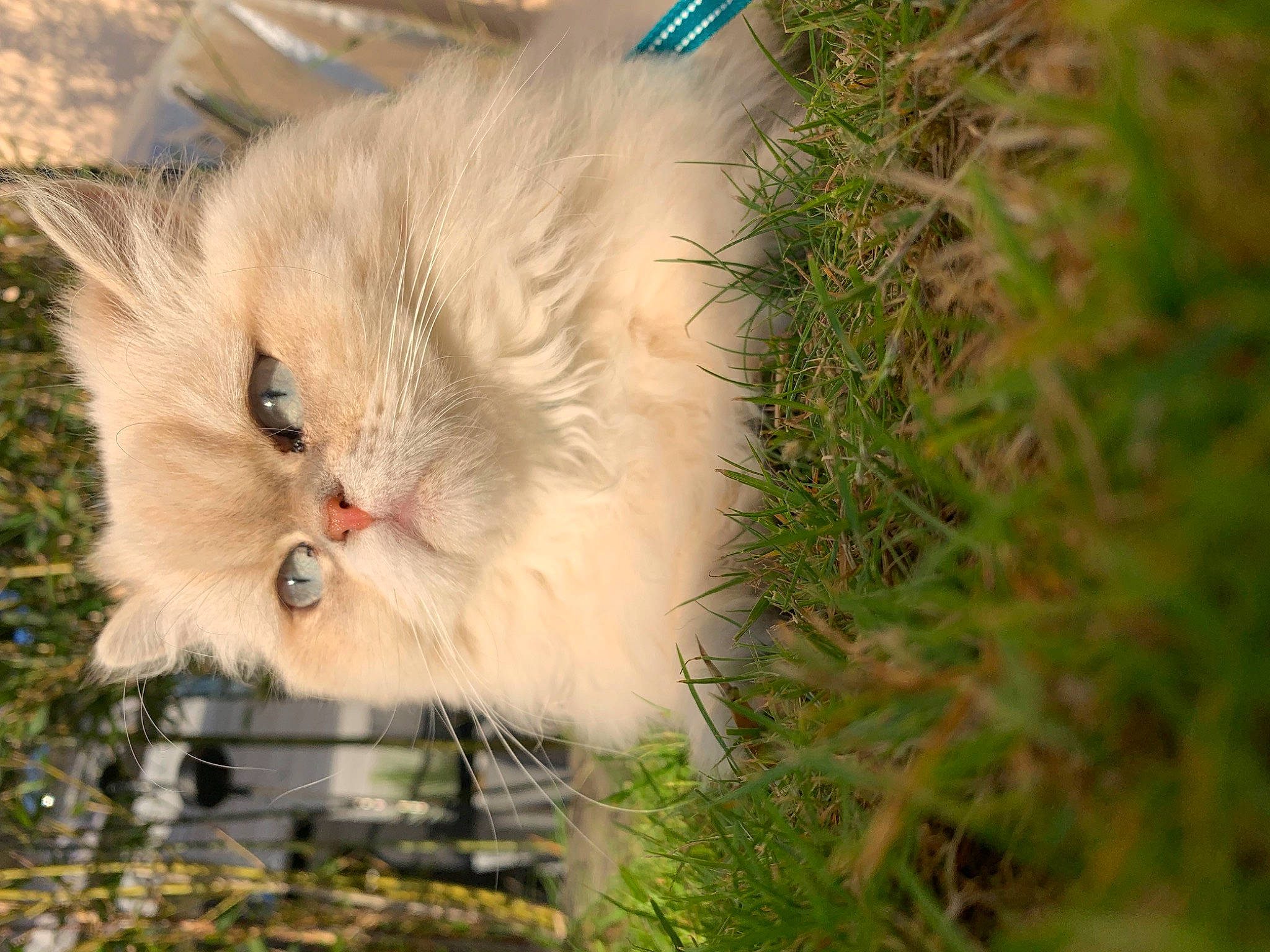 Wave a rejoint le concours — aidez-le/la à gagner de superbes lots ! carnivore, cat, fawn, felidae, fur, grass, plant, small_to_medium_sized_cats, snout, tail, terrestrial_animal, tree, whiskers, wood