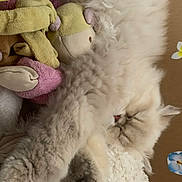 Wave participe au concours pour gagner de l'argent avec cette photo : cat, fawn, felidae, flooring, flower, fur, paw, plush, small_to_medium_sized_cats, stuffed_toy, tail, whiskers, wool