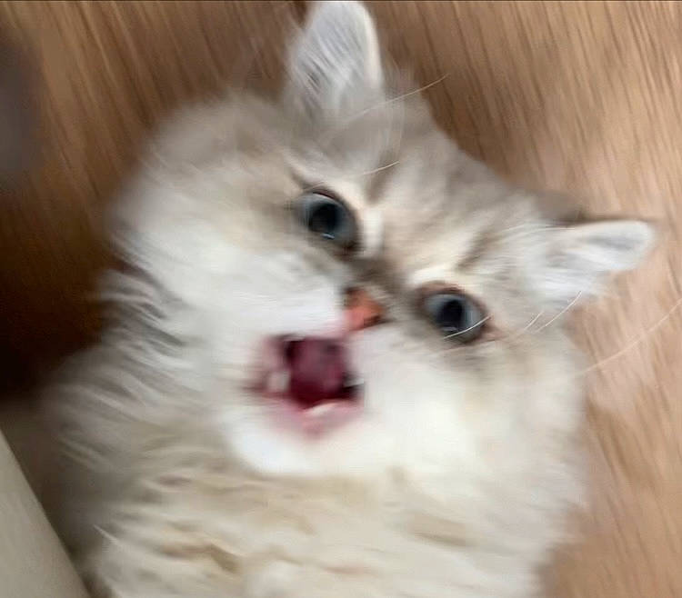 Wave participe au concours pour gagner de l'argent avec cette photo : carnivore, cat, claw, fang, fawn, felidae, fur, paw, ragdoll, small_to_medium_sized_cats, snout, terrestrial_animal, whiskers