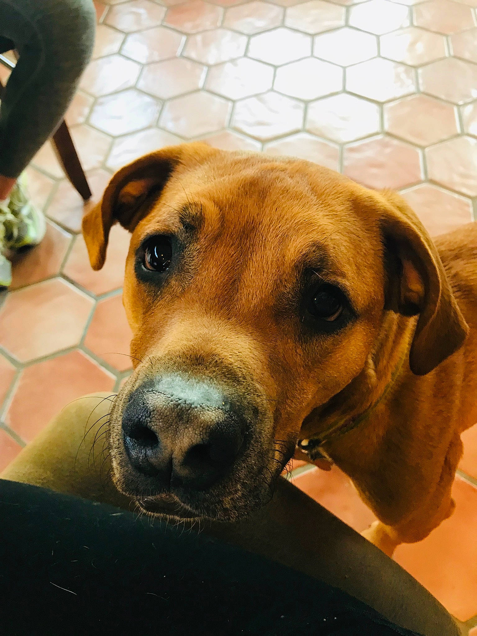 Timmy joined the competition — help win amazing prizes! black_mouth_cur, boerboel, broholmer, canidae, carnivore, dog, dog_breed, ear, fawn, hound, mammal, mountain_cur, potcake_dog, rare_breed_dog, rhodesian_ridgeback, snout, sporting_group, tosa, vertebrate, whiskers