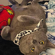 Banshee is registered to the contest to win money with this photo: cat, gray_cat, pet, animal, bandana, yellow_eyes, lying_down, cozy, blanket, plush_toy, indoor, feline, cute, curious, soft_fur, relaxed, close_up, domestic_animal, whiskers, ears