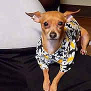 Rusty is registered to the contest to win money with this photo: dog, small_dog, pet, clothing, shirt, daisy_pattern, ears, brown_dog, animal, indoor, person, lap, floor, wood_floor, cute, looking_at_camera, sitting, closeup, portrait, companion