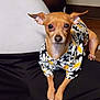 dog, small_dog, pet, clothing, shirt, daisy_pattern, ears, brown_dog, animal, indoor, person, lap, floor, wood_floor, cute, looking_at_camera, sitting, closeup, portrait, companion