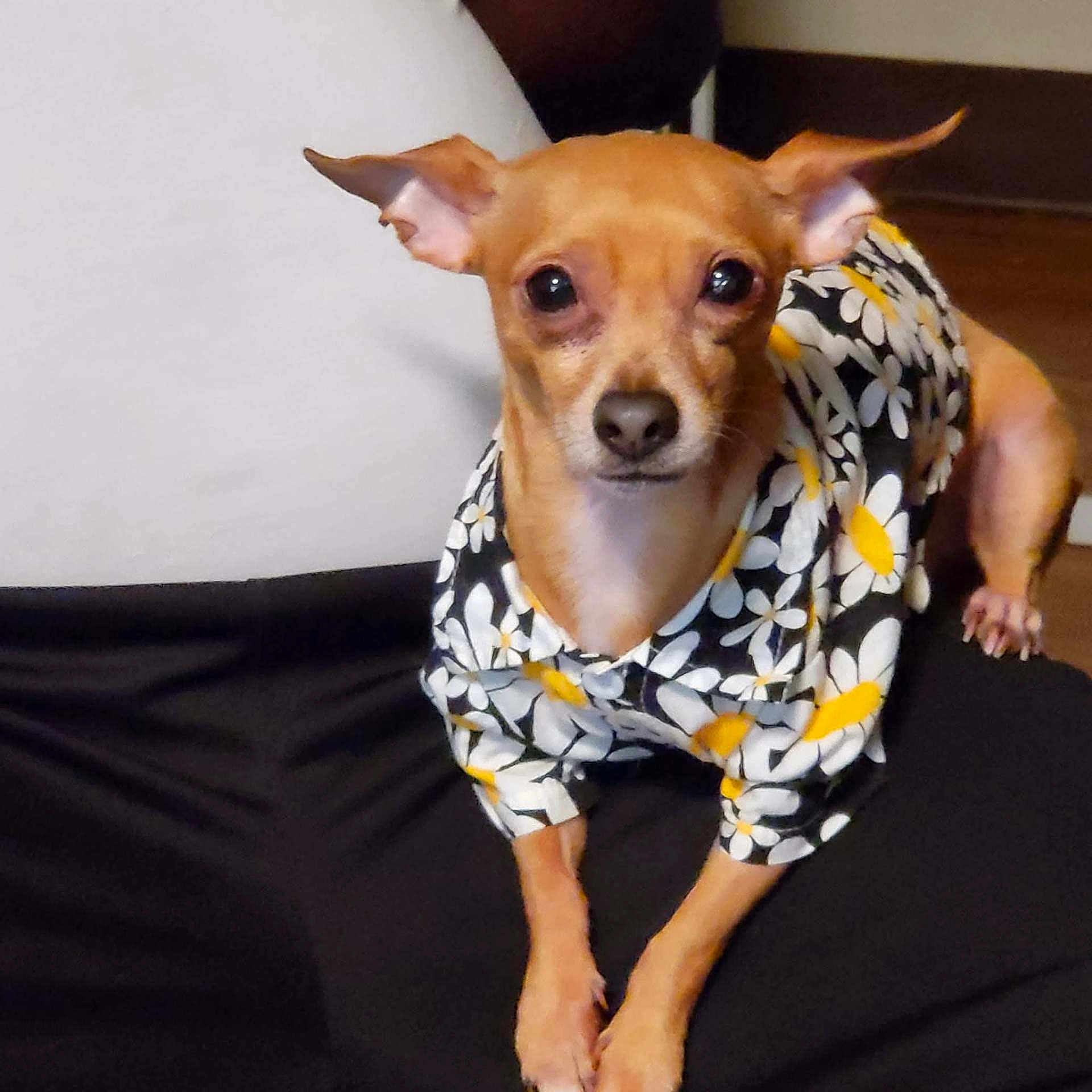 Rusty is registered to the contest to win money with this photo: dog, small_dog, pet, clothing, shirt, daisy_pattern, ears, brown_dog, animal, indoor, person, lap, floor, wood_floor, cute, looking_at_camera, sitting, closeup, portrait, companion