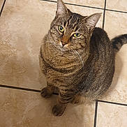 Vera participe au concours pour gagner de l'argent avec cette photo : animal, cat, close_up, curious, cute, domestic_cat, feline, floor, fur, green_eyes, indoor, looking_up, mammal, pet, sitting, striped, tabby_cat, tile, whiskers, young_cat