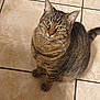 animal, cat, close_up, curious, cute, domestic_cat, feline, floor, fur, green_eyes, indoor, looking_up, mammal, pet, sitting, striped, tabby_cat, tile, whiskers, young_cat