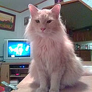 Goldie is registered to the contest to win money with this photo: cat, fluffy, cream_colored, sitting, table, indoor, living_room, television, furniture, wall_art, cozy, curious, pet, animal, domestic, portrait, feline, household, calm, home