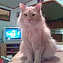 cat, fluffy, cream_colored, sitting, table, indoor, living_room, television, furniture, wall_art, cozy, curious, pet, animal, domestic, portrait, feline, household, calm, home