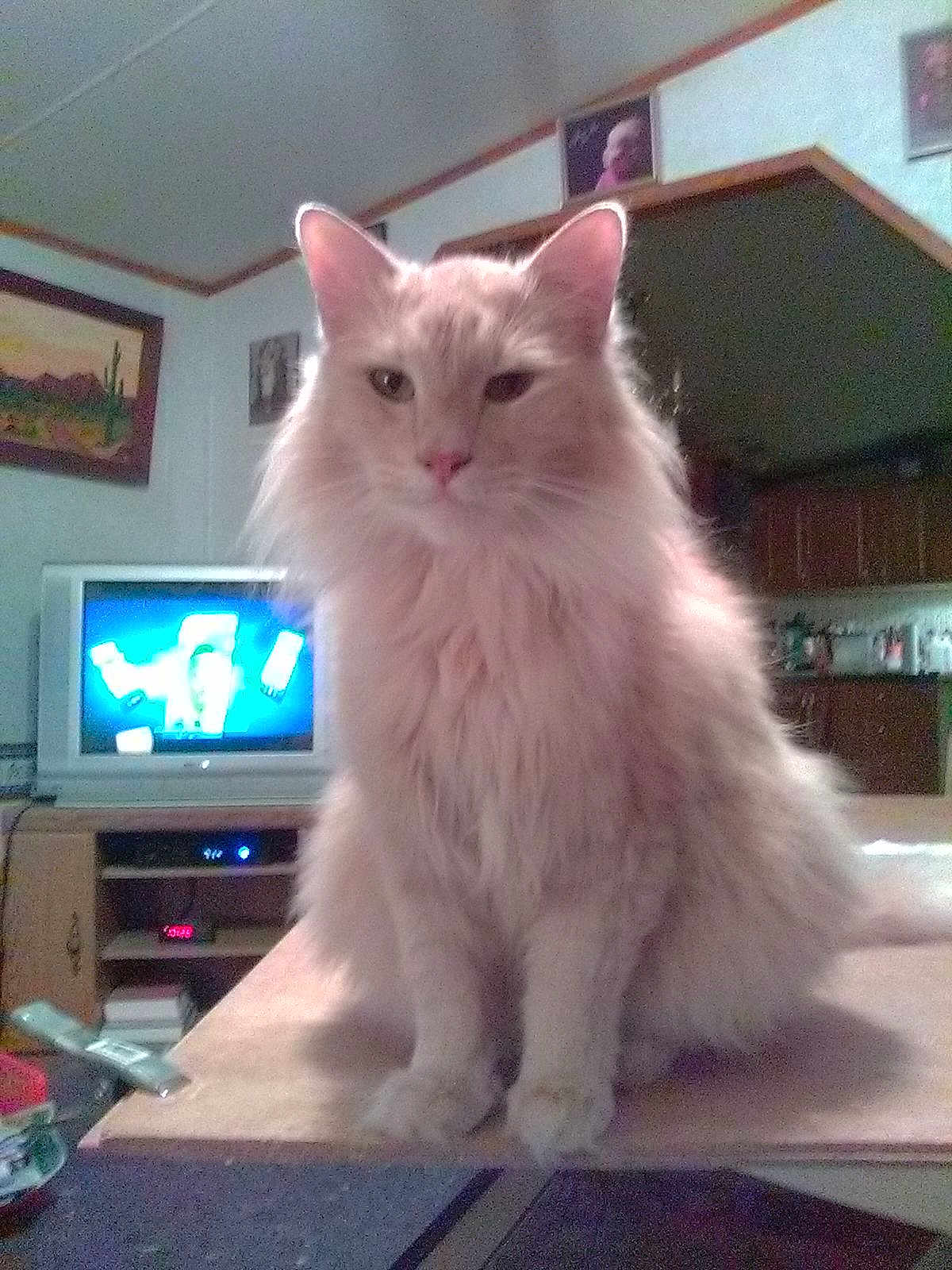 Goldie is registered to the contest to win money with this photo: cat, fluffy, cream_colored, sitting, table, indoor, living_room, television, furniture, wall_art, cozy, curious, pet, animal, domestic, portrait, feline, household, calm, home