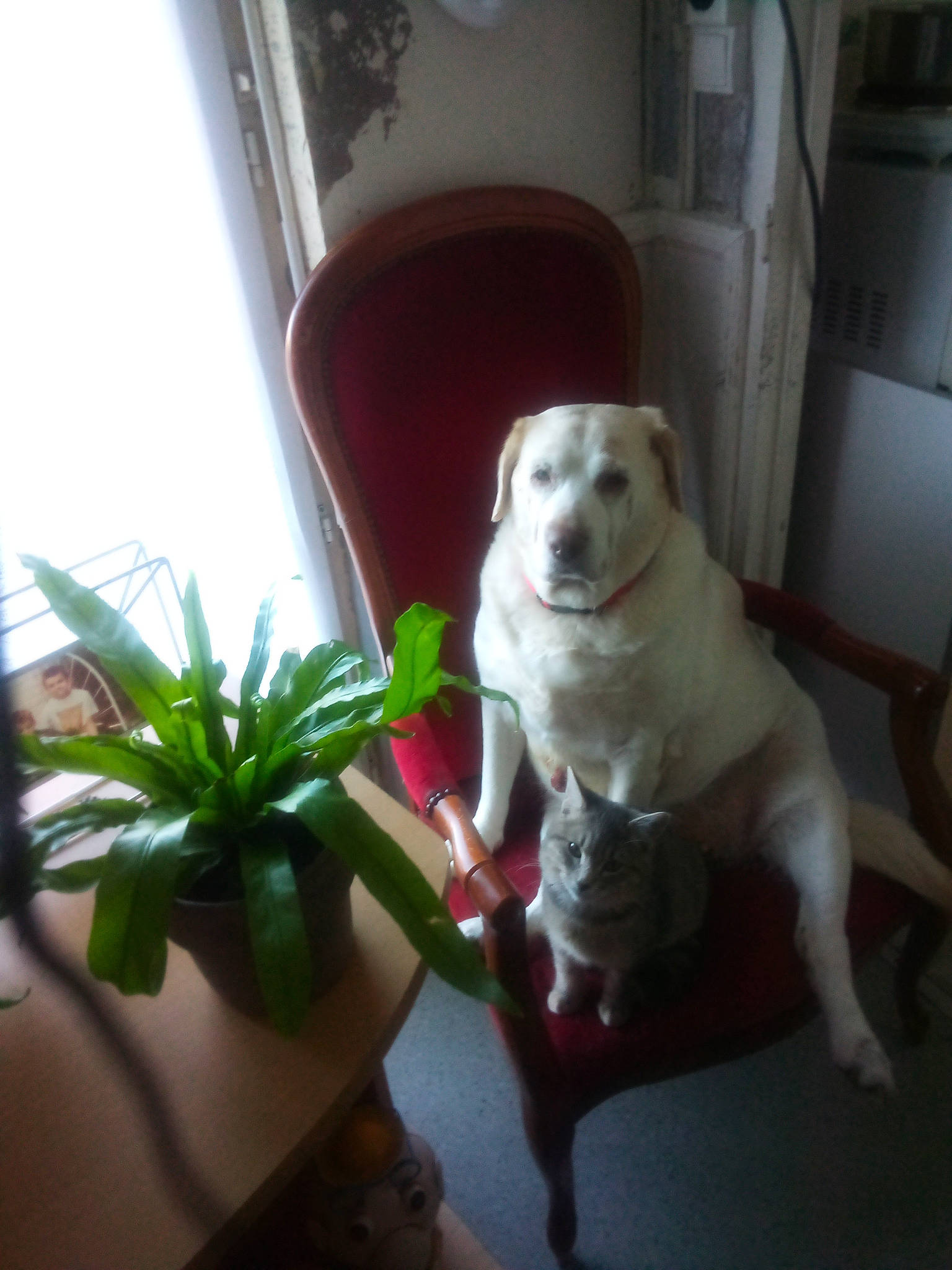 Poupette participe au concours pour gagner de l'argent avec cette photo : carnivore, chair, companion_dog, couch, dog, dog_breed, fawn, floor, flooring, flowerpot, hardwood, houseplant, pet_supply, plant, stairs, table, terrestrial_plant, vertebrate, wood, working_animal