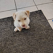 Snoopy joined the competition — help win amazing prizes! animal, blurred, carpet, companion, cute, dog, domestic_animal, floor, front_paws, furry, indoor, indoor_lighting, pet, puppy, rug, sitting, small_dog, tile_floor, white_dog, young_dog