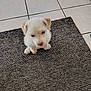 animal, blurred, carpet, companion, cute, dog, domestic_animal, floor, front_paws, furry, indoor, indoor_lighting, pet, puppy, rug, sitting, small_dog, tile_floor, white_dog, young_dog