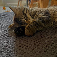 Doby participe au concours pour gagner de l'argent avec cette photo : kitten, sleeping, tabby, cat, paw, fur, indoor, blanket, texture, furniture, chair, toy, cozy, pet, resting, closeup, domestic_animal, cute, animal, nap