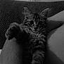 Doby participe au concours pour gagner de l'argent avec cette photo : kitten, cat, pet, furry, fluffy, legs, person, indoor, cozy, black_and_white, texture, blanket, curious, wide_eyes, close_up, resting, domestic_animal, cute, feline, relaxed