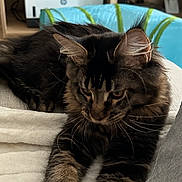 Abyss a rejoint le concours — aidez-le/la à gagner de superbes lots ! cat, tabby, fluffy, paws, blanket, lounging, indoor, furniture, printer, television, cushion, relaxed, pet, animal, home, soft, resting, ears, whiskers, fur