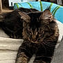 cat, tabby, fluffy, paws, blanket, lounging, indoor, furniture, printer, television, cushion, relaxed, pet, animal, home, soft, resting, ears, whiskers, fur
