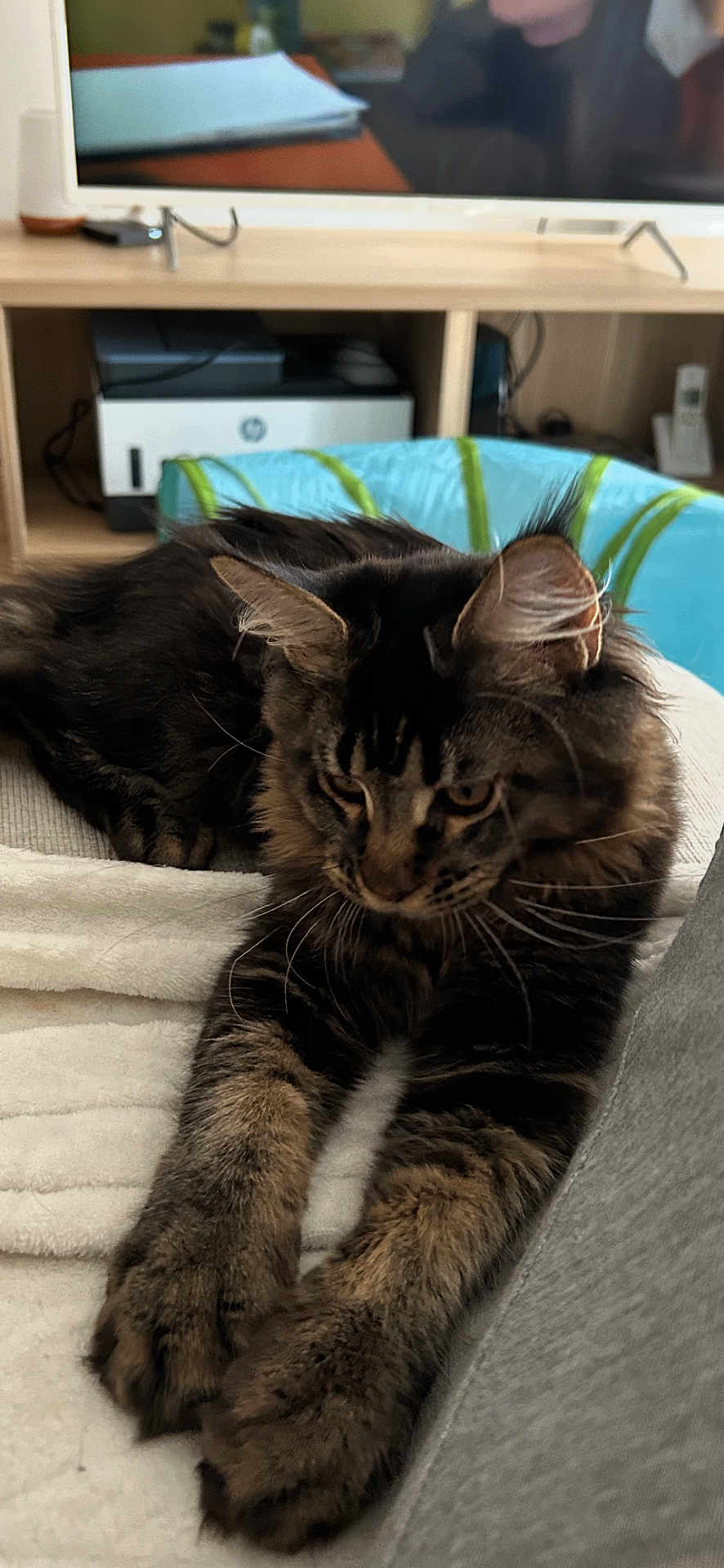 Abyss a rejoint le concours — aidez-le/la à gagner de superbes lots ! cat, tabby, fluffy, paws, blanket, lounging, indoor, furniture, printer, television, cushion, relaxed, pet, animal, home, soft, resting, ears, whiskers, fur