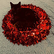 Jade is registered to the contest to win money with this photo: black_cat, cat, tinsel, red, wreath, quilted_blanket, indoor, pet, animal, feline, cozy, resting, curled_up, decor, holiday, soft_texture, shiny, contrast, close_up, cute