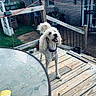 backyard, curly_hair, daylight, dog, door, fence, glass_table, grass, happy, house, leash, outdoor, pet, plants, smiling, summer, sunglasses, sunscreen, window, wooden_deck