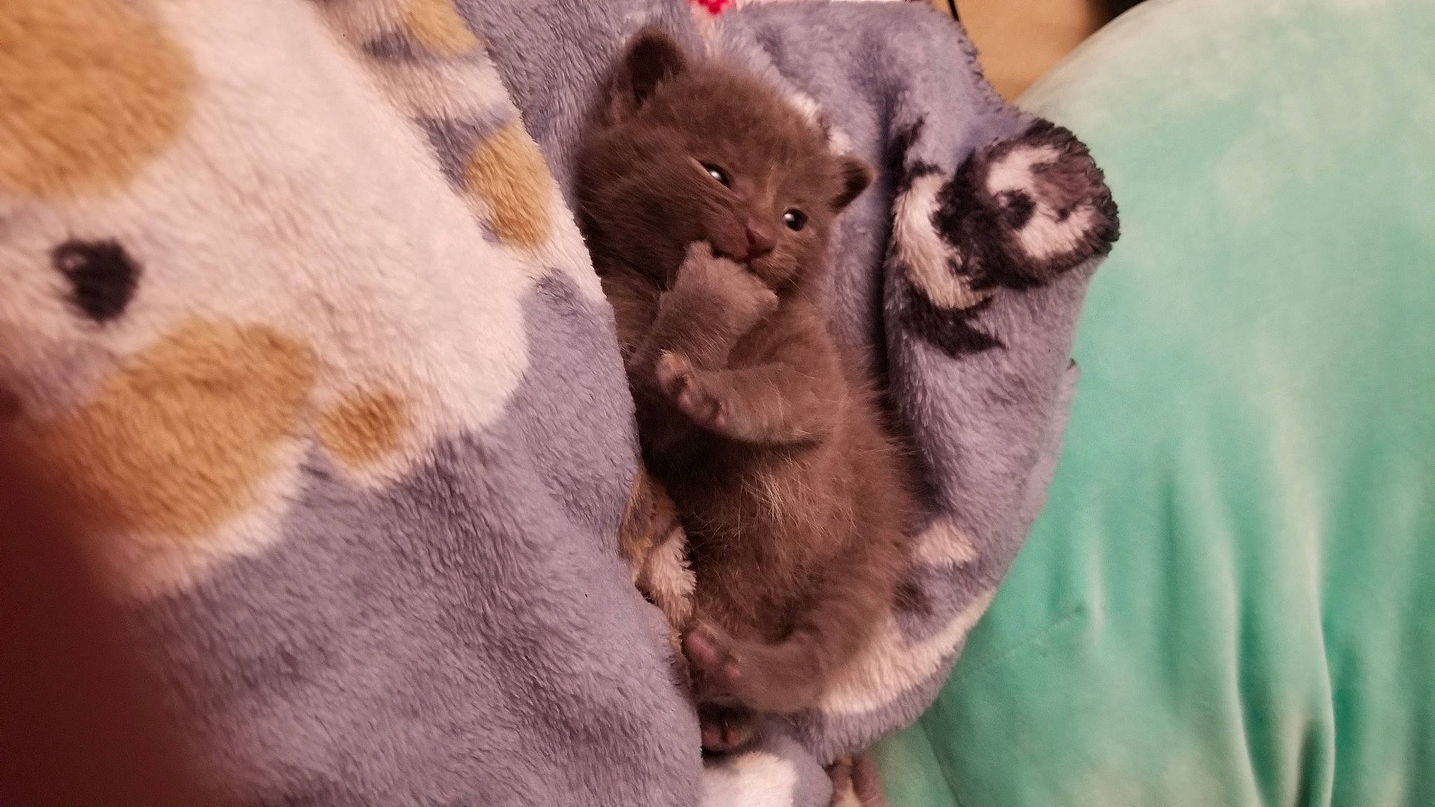 Jack Sparrow is registered to the contest to win money with this photo: carnivore, cat, claw, comfort, domestic_short_haired_cat, fawn, felidae, foot, fur, lemur, marsupial, paw, primate, small_to_medium_sized_cats, snout, tail, terrestrial_animal, whiskers, wildlife