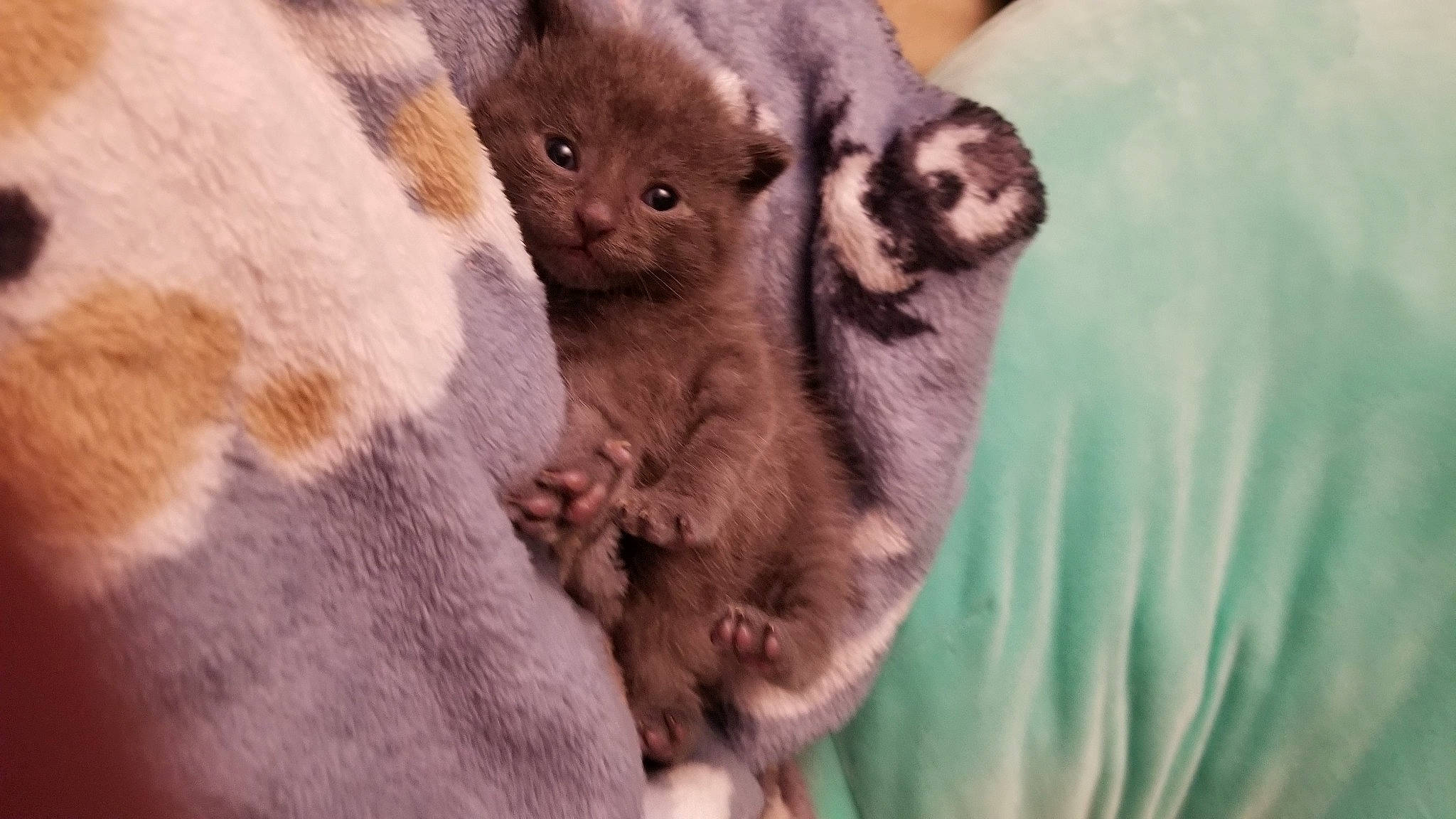 Jack Sparrow joined the competition — help win amazing prizes! carnivore, cat, cat_bed, claw, comfort, domestic_short_haired_cat, fawn, felidae, fur, grass, paw, plant, small_to_medium_sized_cats, snout, tail, terrestrial_animal, tree, whiskers, wildlife