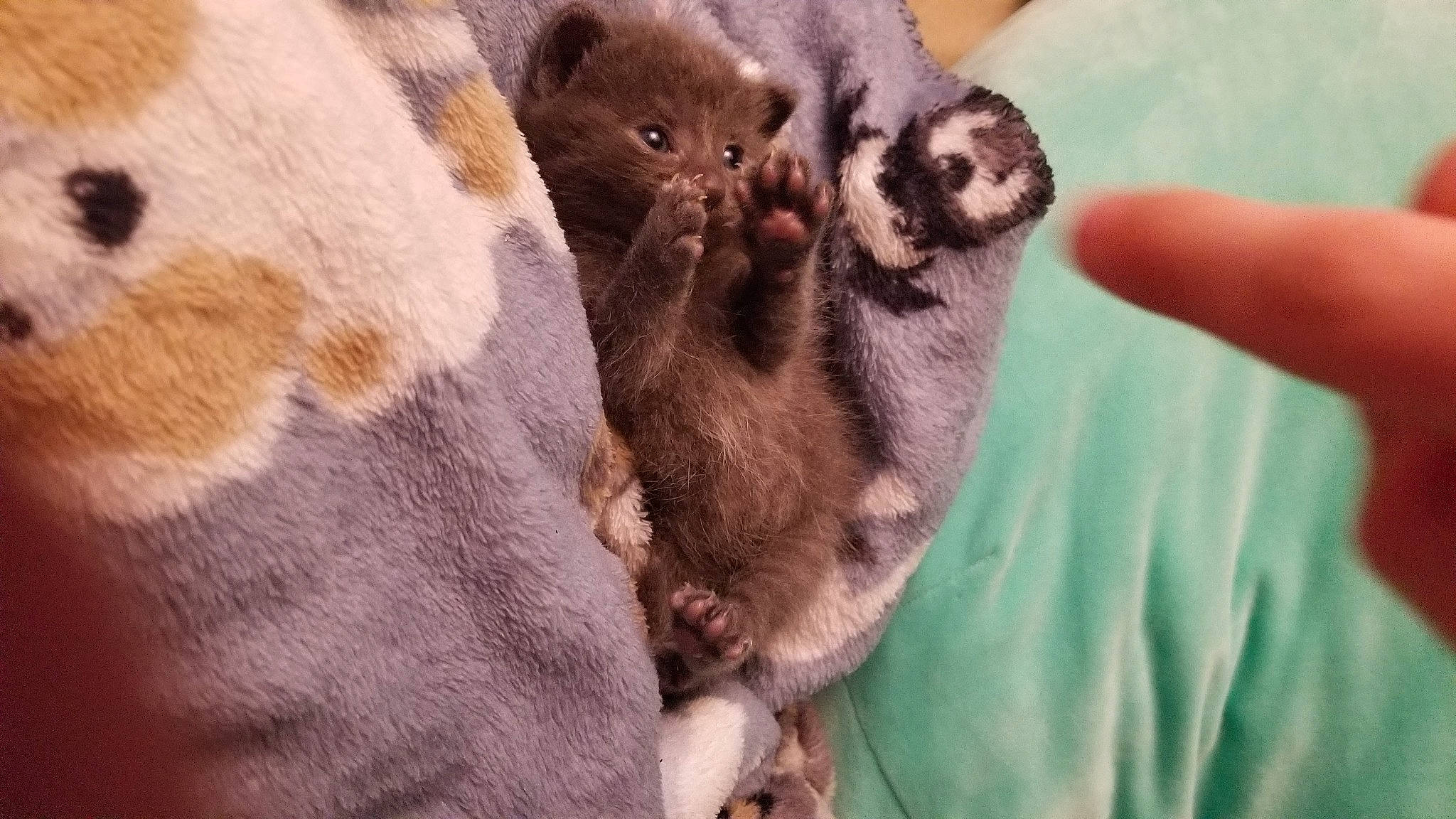 Jack Sparrow is registered to the contest to win money with this photo: black_cat, carnivore, cat, cat_bed, cat_supply, claw, comfort, domestic_short_haired_cat, fawn, felidae, fur, gesture, nail, paw, small_to_medium_sized_cats, snout, tail, terrestrial_animal, whiskers, working_animal