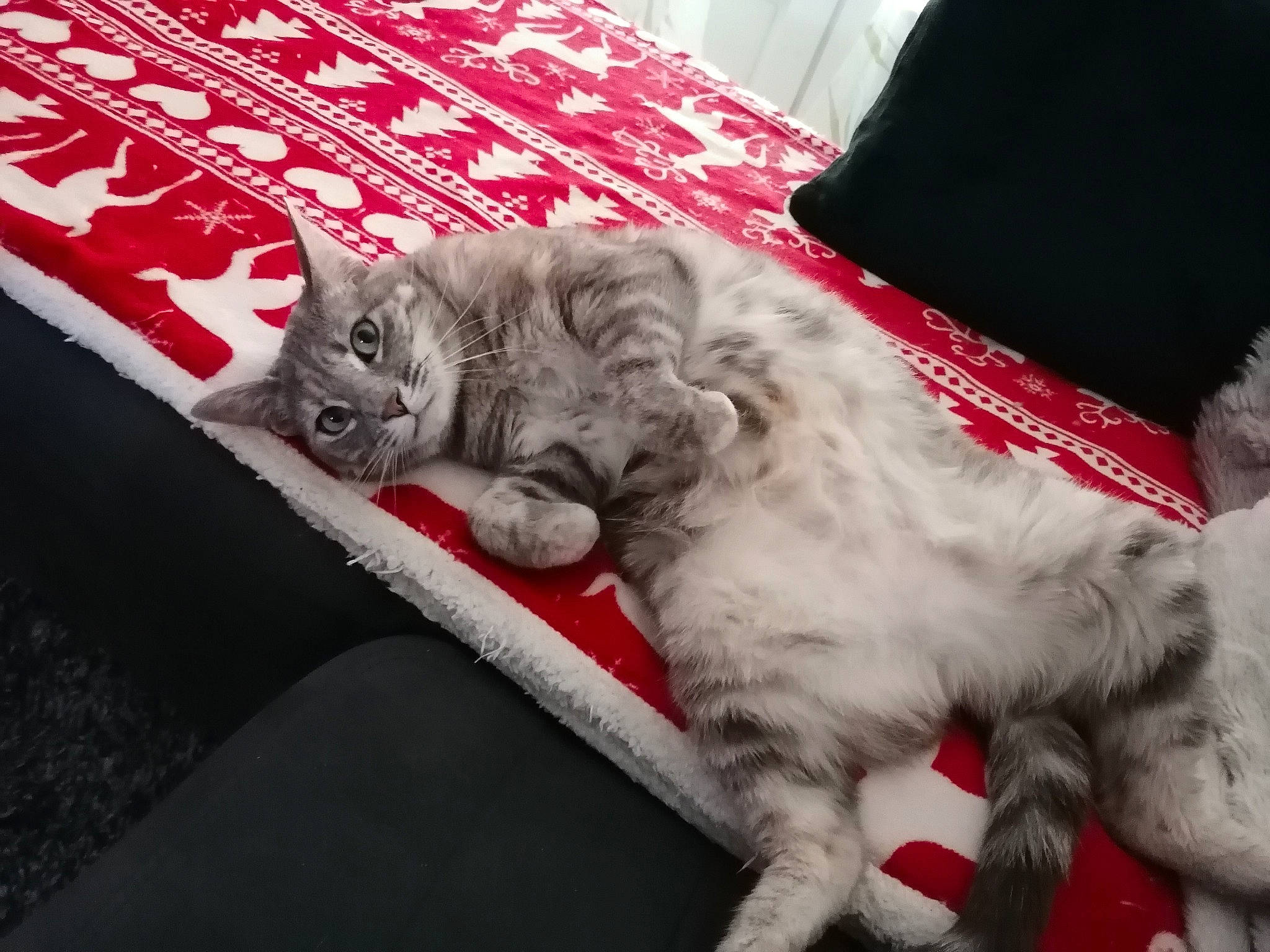 Lili participe au concours pour gagner de l'argent avec cette photo : american_shorthair, asian, british_shorthair, carnivore, cat, claw, comfort, domestic_short_haired_cat, european_shorthair, felidae, fur, kitten, lap, nap, norwegian_forest_cat, paw, pixie_bob, small_to_medium_sized_cats, tabby_cat, whiskers