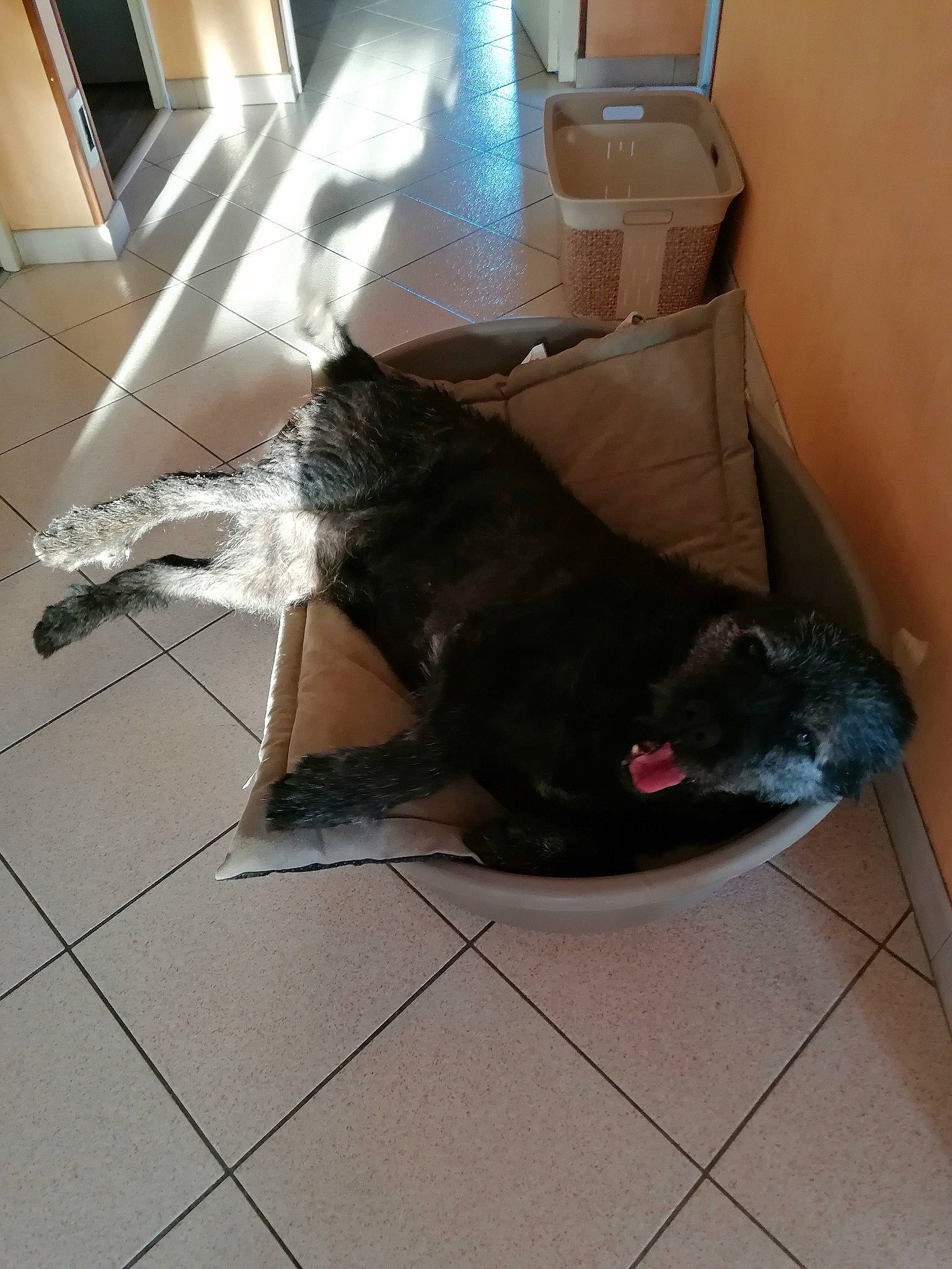 Django participe au concours pour gagner de l'argent avec cette photo : black_cat, bombay, carnivore, cat, comfort, companion_dog, dog_breed, domestic_short_haired_cat, felidae, floor, flooring, fur, hardwood, room, shipping_box, small_to_medium_sized_cats, sporting_group, tail, whiskers, wood