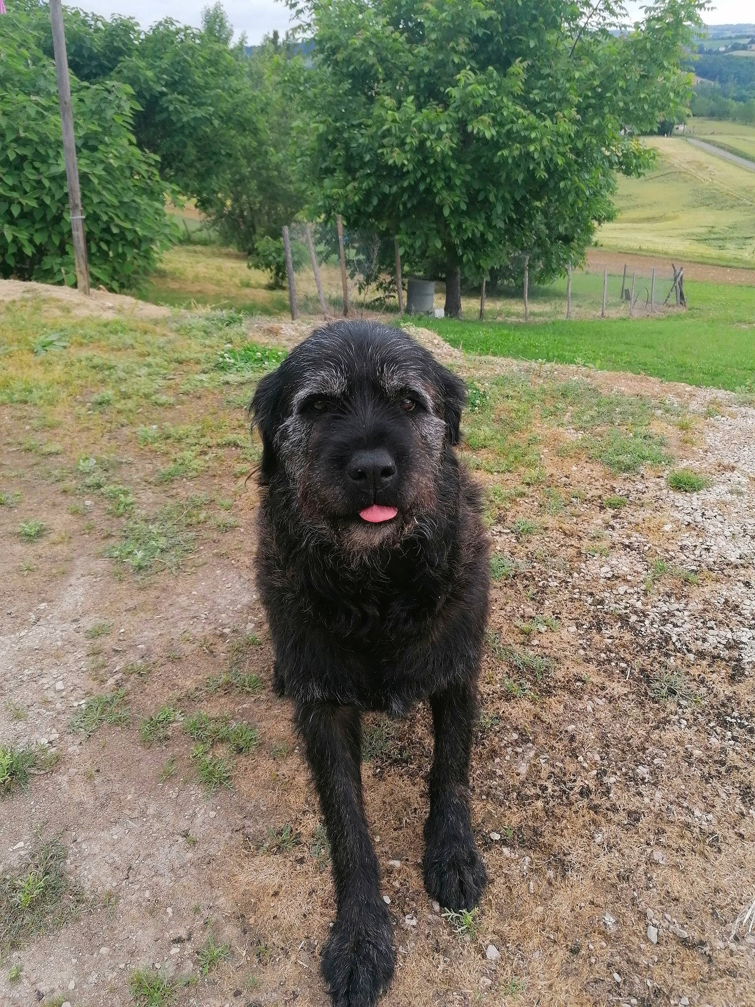 Django a rejoint le concours — aidez-le/la à gagner de superbes lots ! canidae, carnivore, companion_dog, dog, dog_breed, fur, grass, grassland, hunting_dog, landscape, liver, plant, soil, sporting_group, terrestrial_animal, tree, working_animal, working_dog