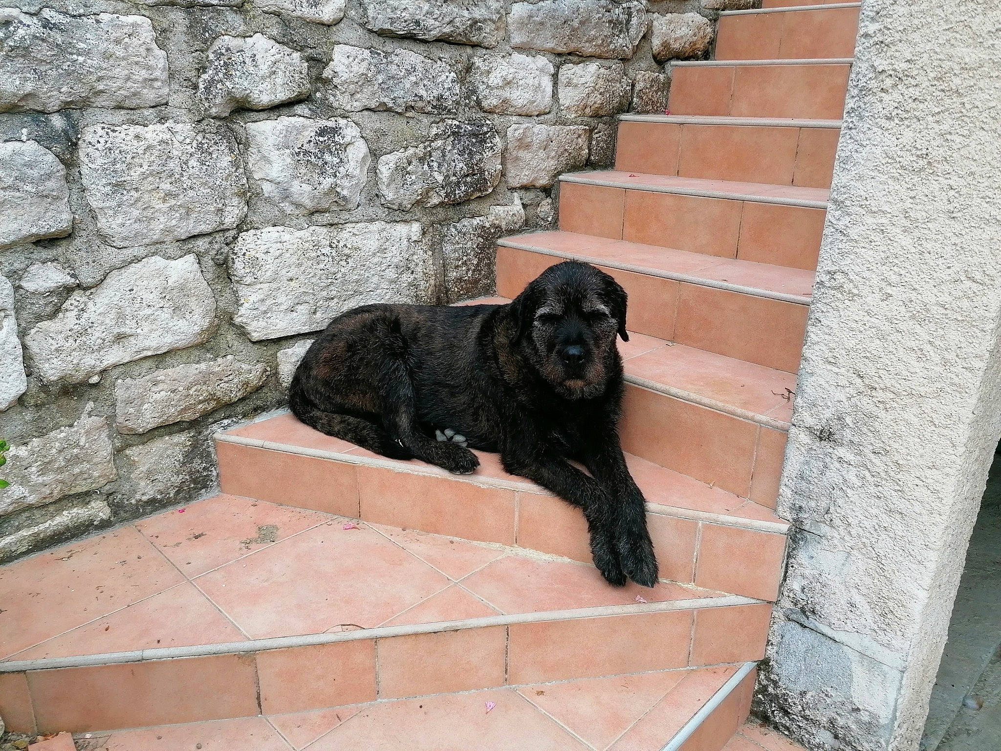 Django a rejoint le concours — aidez-le/la à gagner de superbes lots ! brick, brickwork, building_material, carnivore, cobblestone, companion_dog, dog, dog_breed, flooring, fur, gun_dog, shadow, snout, sporting_group, tail, terrestrial_animal, tints_and_shades, wall, wood, working_animal