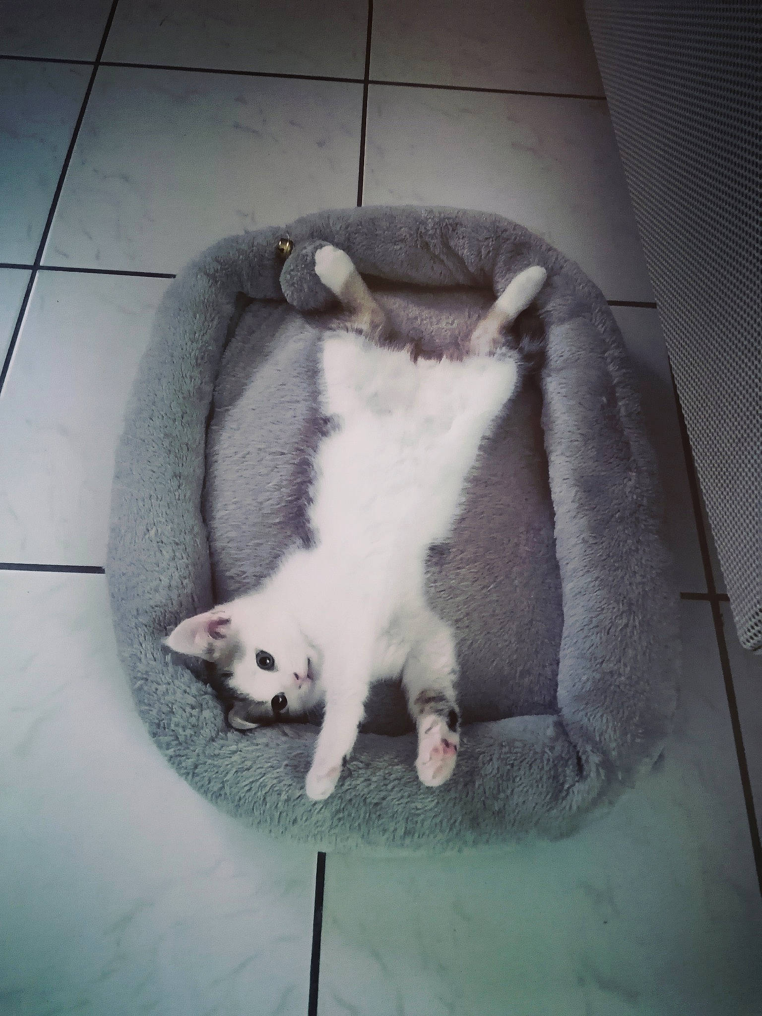 Bounty participe au concours pour gagner de l'argent avec cette photo : carnivore, cat, claw, domestic_short_haired_cat, felidae, floor, flooring, foot, fur, grey, paw, small_to_medium_sized_cats, snout, tail, tile, tile_flooring, vertebrate, whiskers