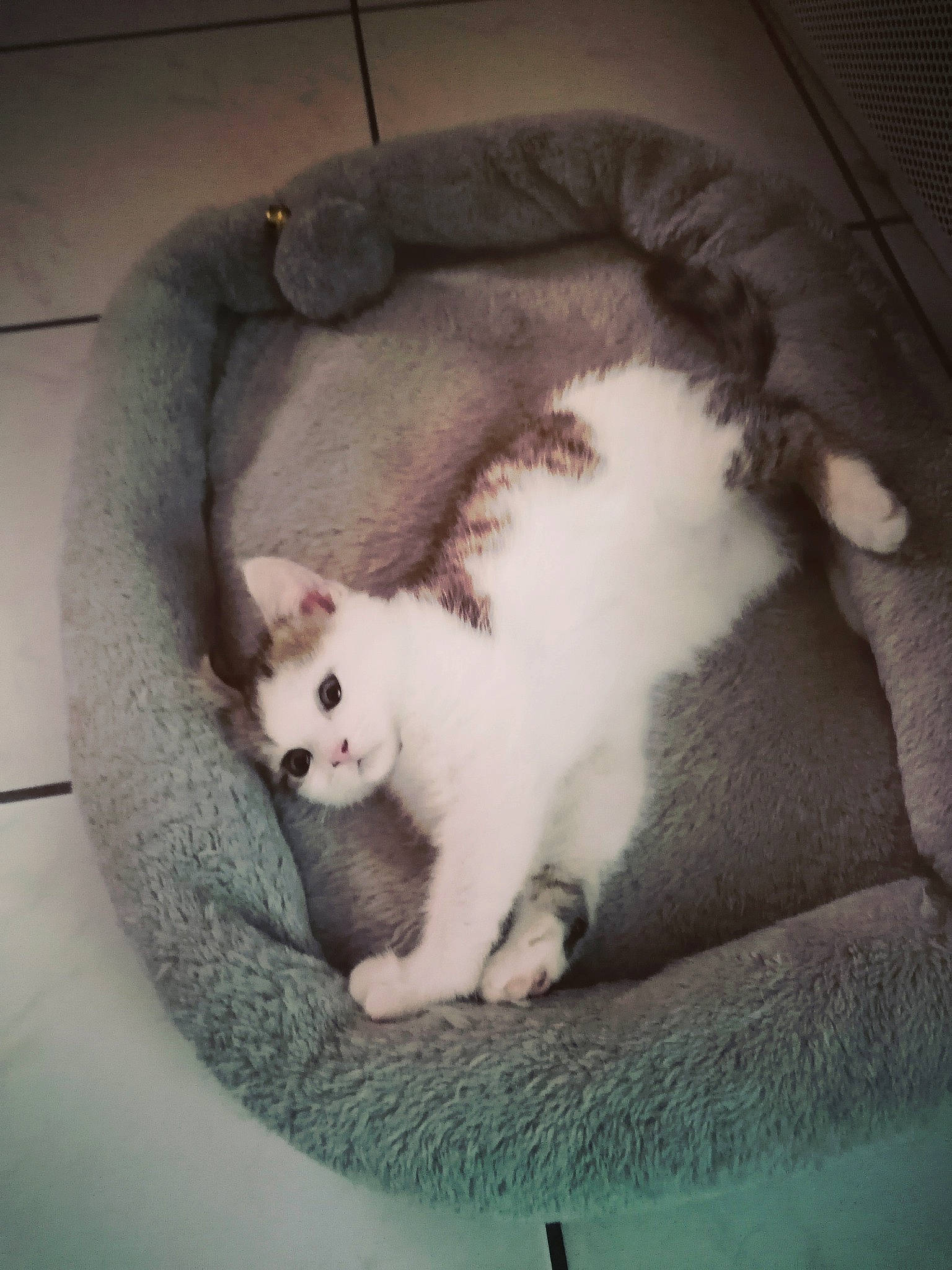 Bounty a rejoint le concours — aidez-le/la à gagner de superbes lots ! carnivore, cat, comfort, domestic_short_haired_cat, felidae, fur, mammal, nap, pet_supply, small_to_medium_sized_cats, snout, tail, vertebrate, whiskers