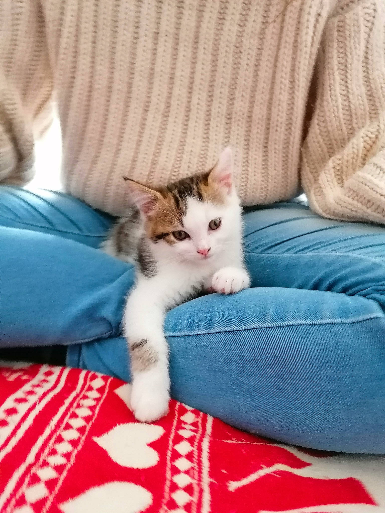 Bounty participe au concours pour gagner de l'argent avec cette photo : beige, carnivore, carpet, cat, comfort, couch, domestic_short_haired_cat, felidae, foot, fur, linens, living_room, paw, slipcover, small_to_medium_sized_cats, tail, whiskers